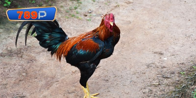 Chế độ chăm sóc chiến kê vô cùng khắt khe