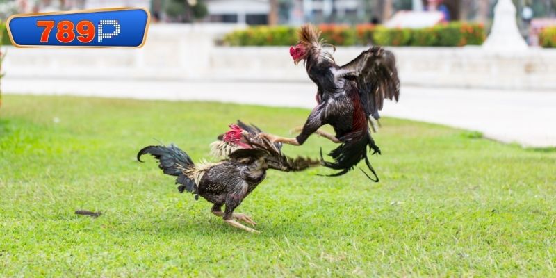 Chi tiết sàn đấu đá gà trực tiếp CPC1