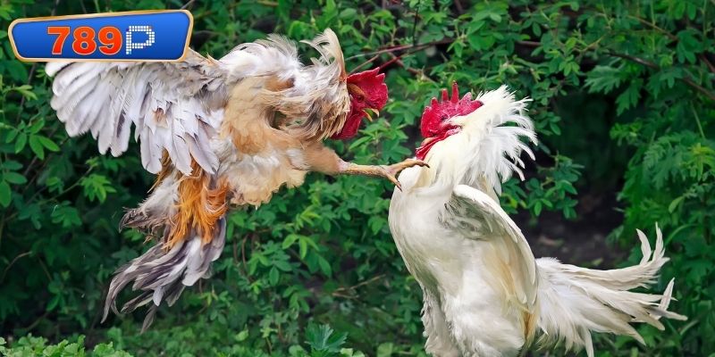 Công nghệ truyền hình trực tiếp trận đấu gà