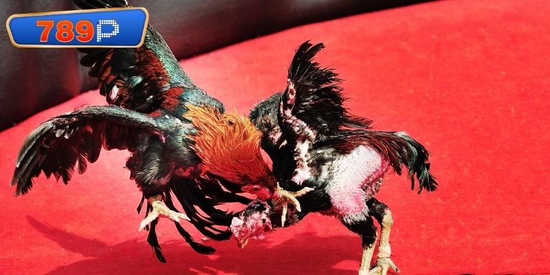 Hình thức đấu đá gà cựa dao thomo chuyên nghiệp