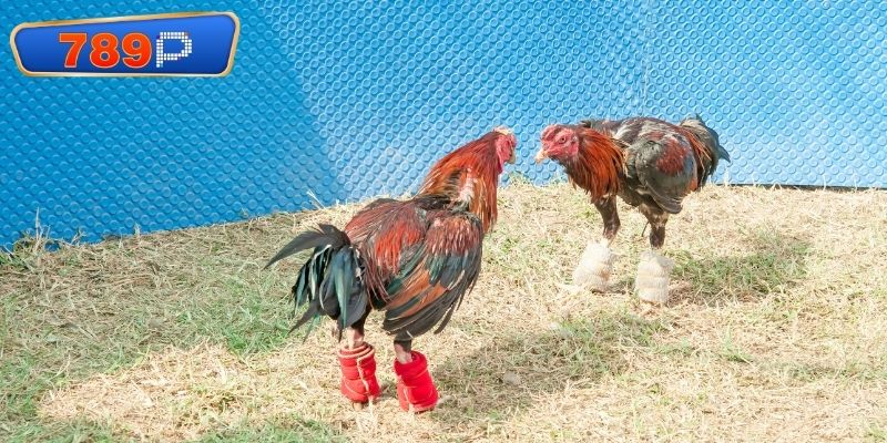Lợi nhuận hấp dẫn từ các cửa đặt mạo hiểm