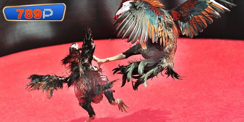 Sự biến hóa của dòng gà Mỹ khi thi đấu