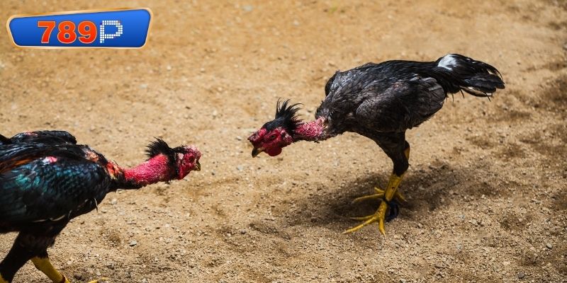 Trải nghiệm xem đá gà peru hôm nay cuốn hút
